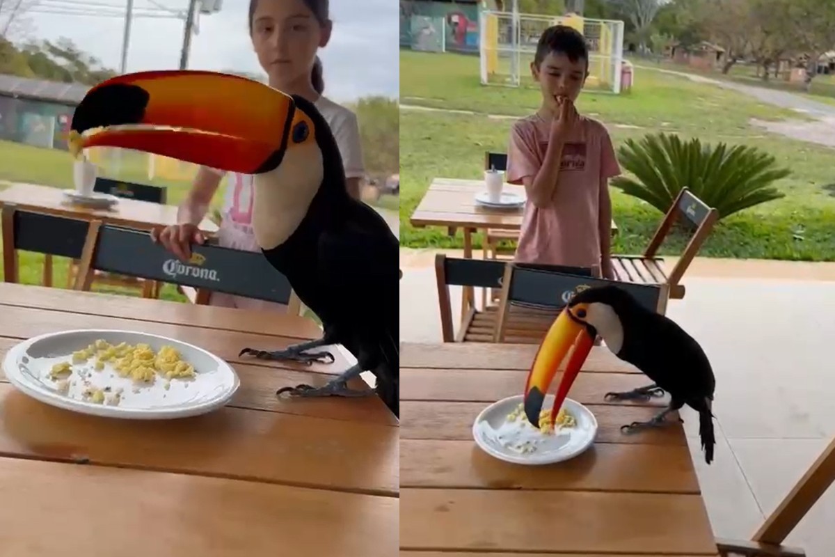 Tucano 'intruso' surpreende família gaúcha durante café da manhã em Bonito; VÍDEO