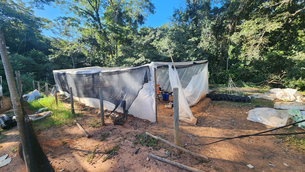 Plantas de diferentes tamanhos foram encontradas na zona rural — Foto: Polícia Militar/Divulgação