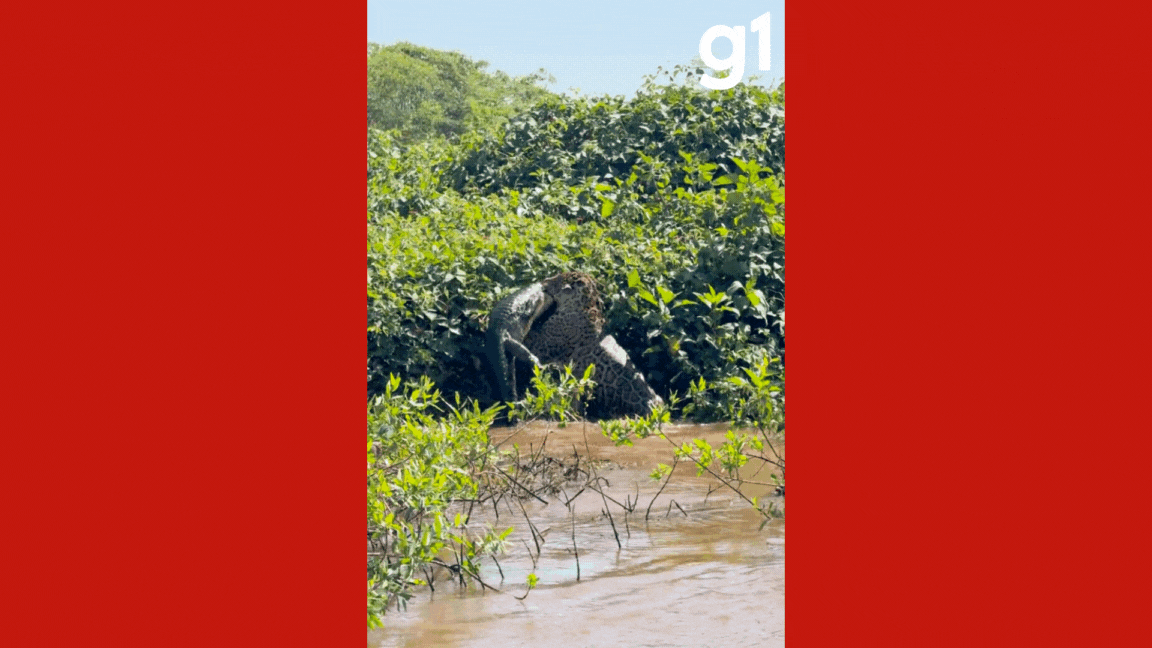Duelo embaixo d’água: onça ataca jacaré de surpresa durante caçada em rio no Pantanal de MT; veja vídeo