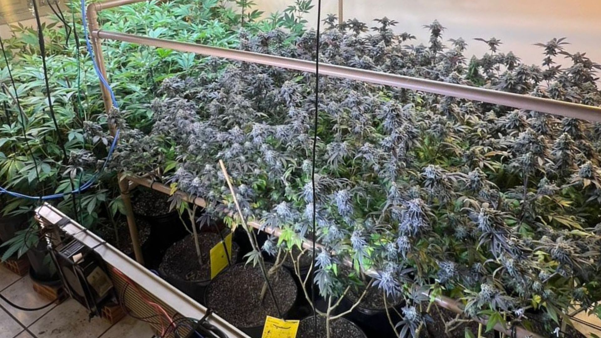 Canil de American Bully usado como fachada para plantação de maconha é descoberto no ES