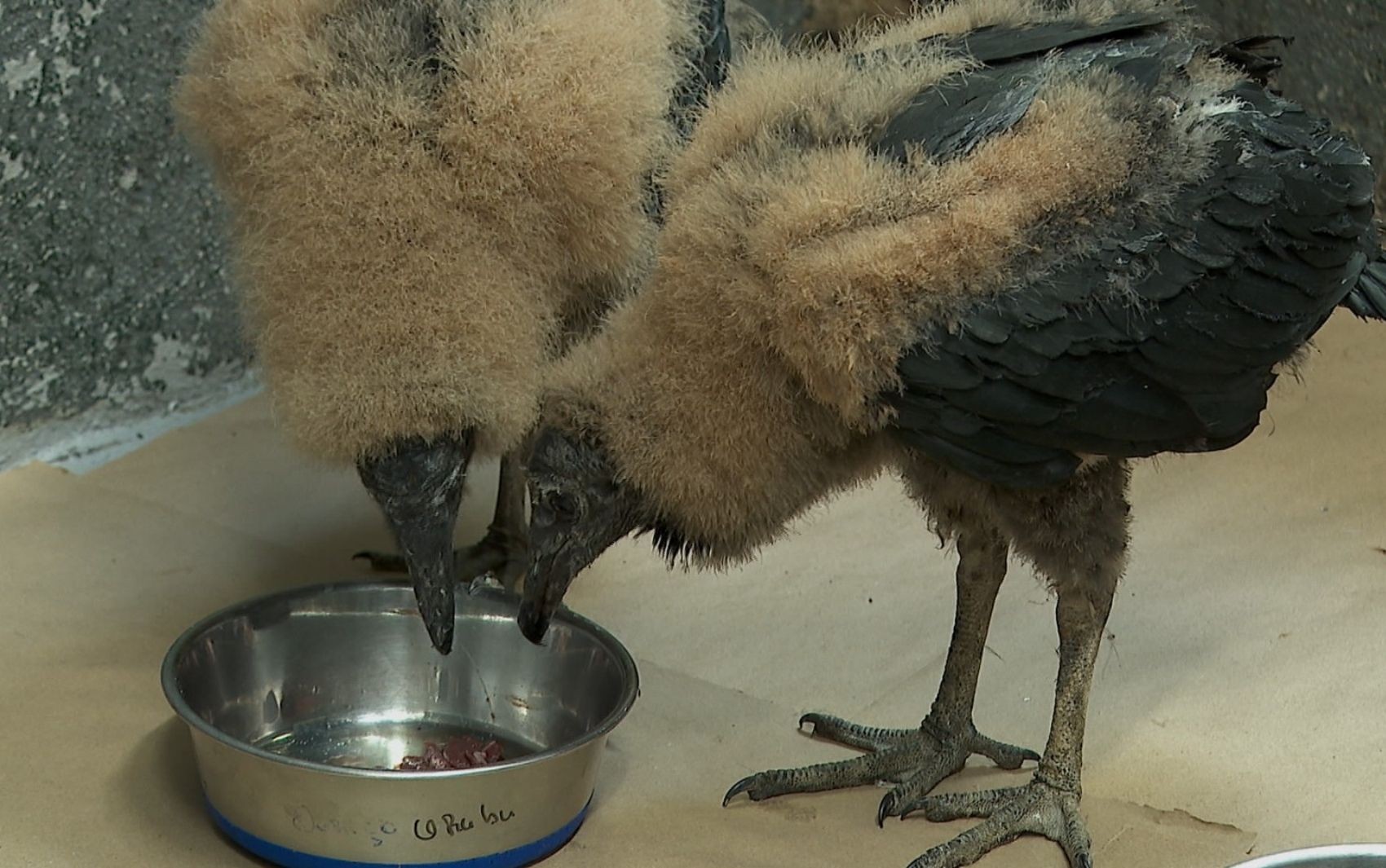 Cetras de Ribeirão Preto, SP, aprimora protocolos de atendimento a animais silvestres vítimas de incêndios