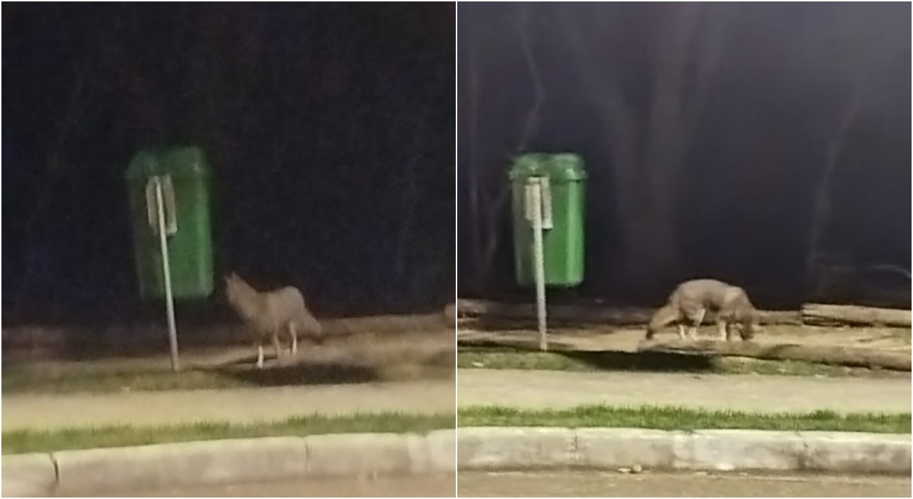 VÍDEO: morador flagra raposa caminhando em calçada na Zona Norte de Sorocaba