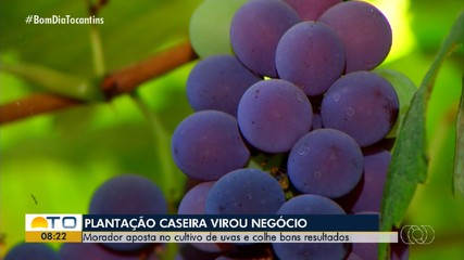 Morador de Palmas aposta no cultivo de uvas e colhe bons resultados com negócio