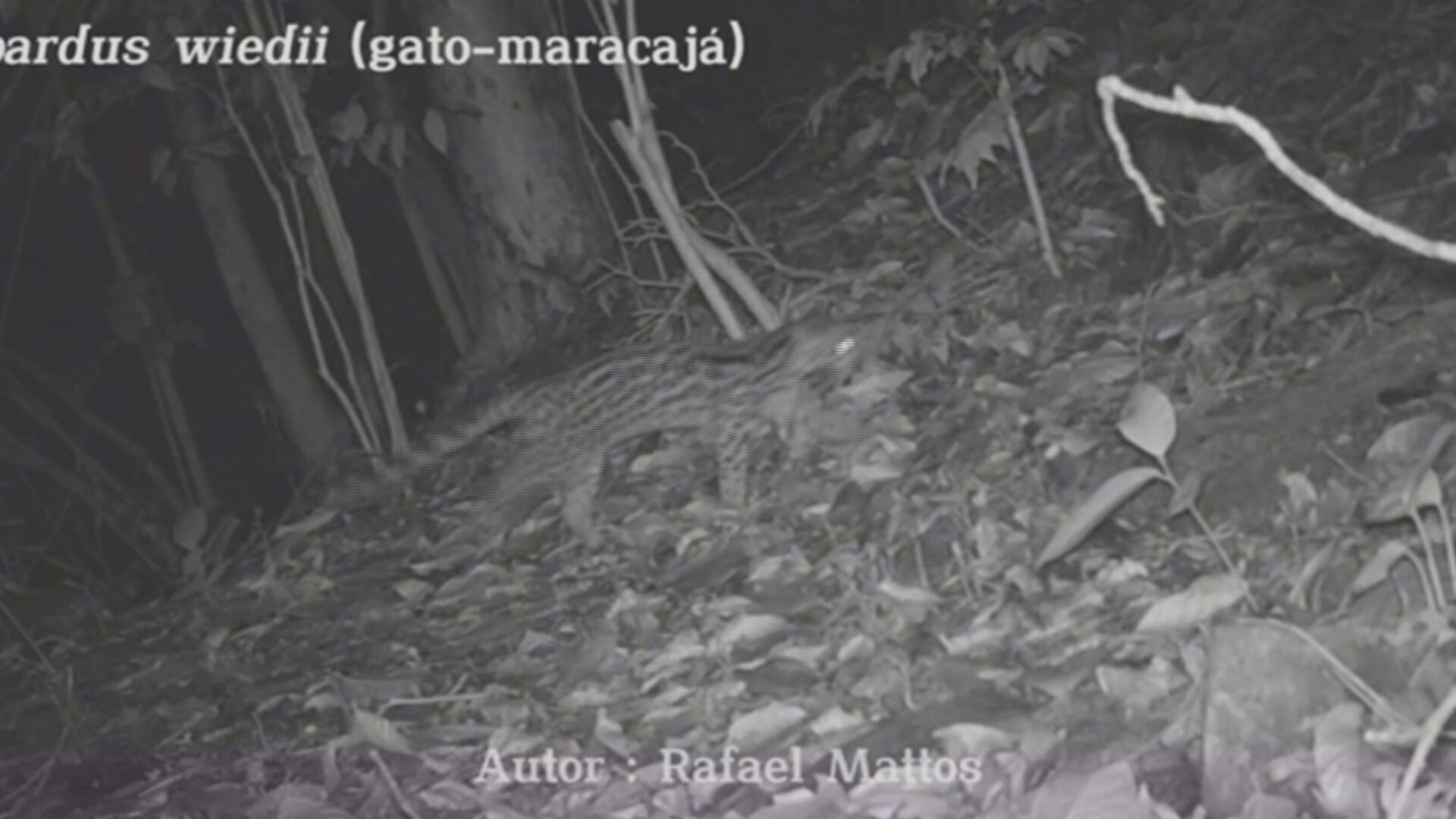 Você Não Tá Convidada pro Meu Bat Mitzvá!