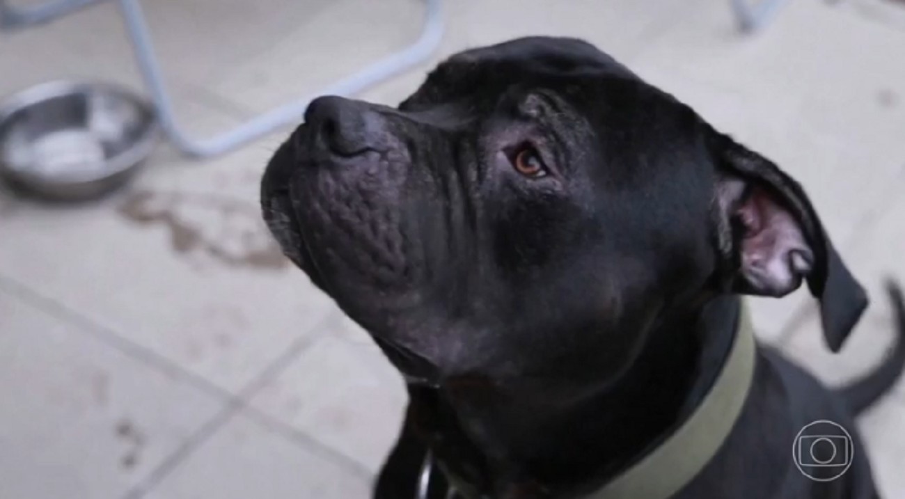 Tutor entra na Justiça para garantir direito de criar cão da raça American Bully em condomínio