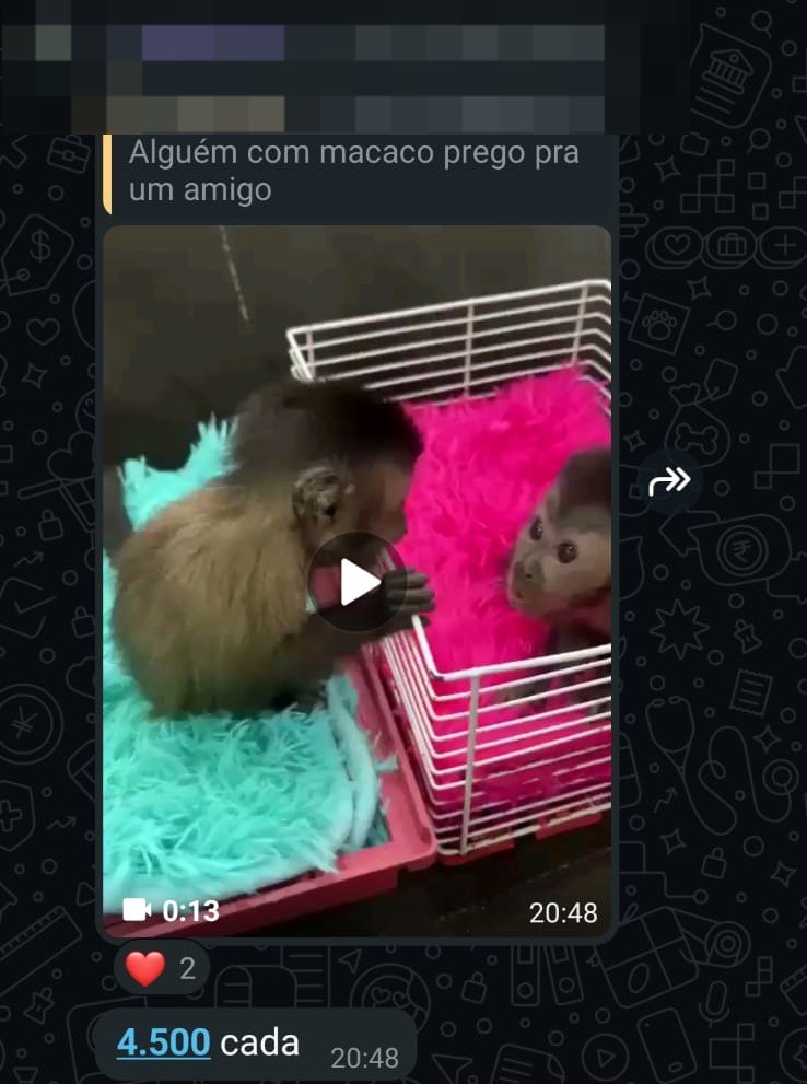 Traficantes usam grupos de mensagens para vender animais silvestres. — Foto: Ibama/Reprodução