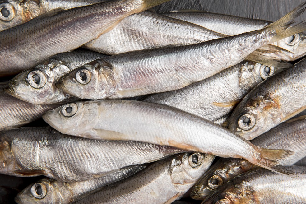 Anvisa manda recolher lote de sardinha congelada após detecção de bactéria Salmonella