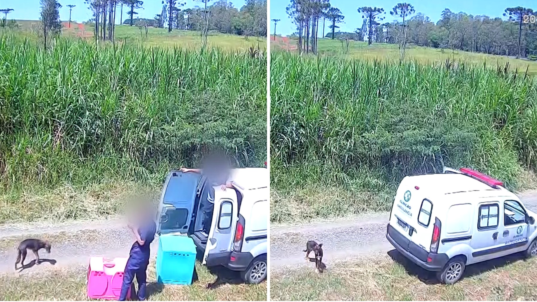 VÍDEO: cães são soltos na rua por clínica veterinária do PR, e prefeitura diz que procedimento segue lei 