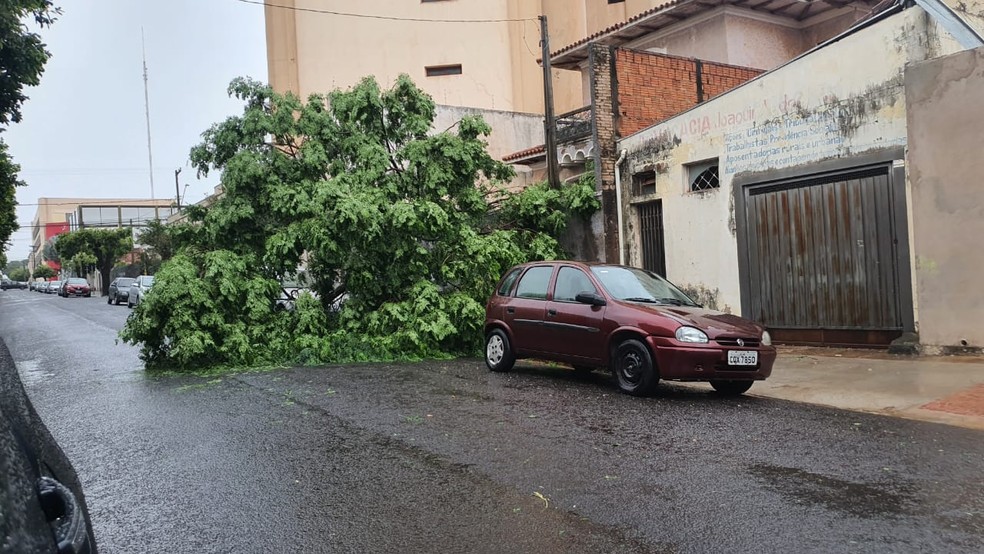 Chuva derrubou árvores e causou estragos em Lins (SP) — Foto: Divulgação/Nova TV Lins