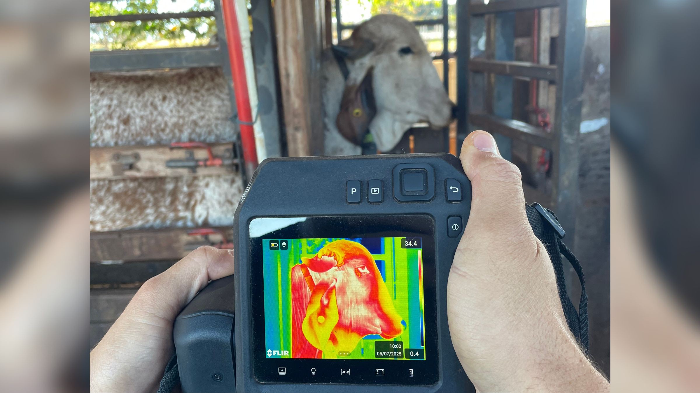 Método inovador usa câmera termográfica para acompanhar reprodução de vacas zebuínas