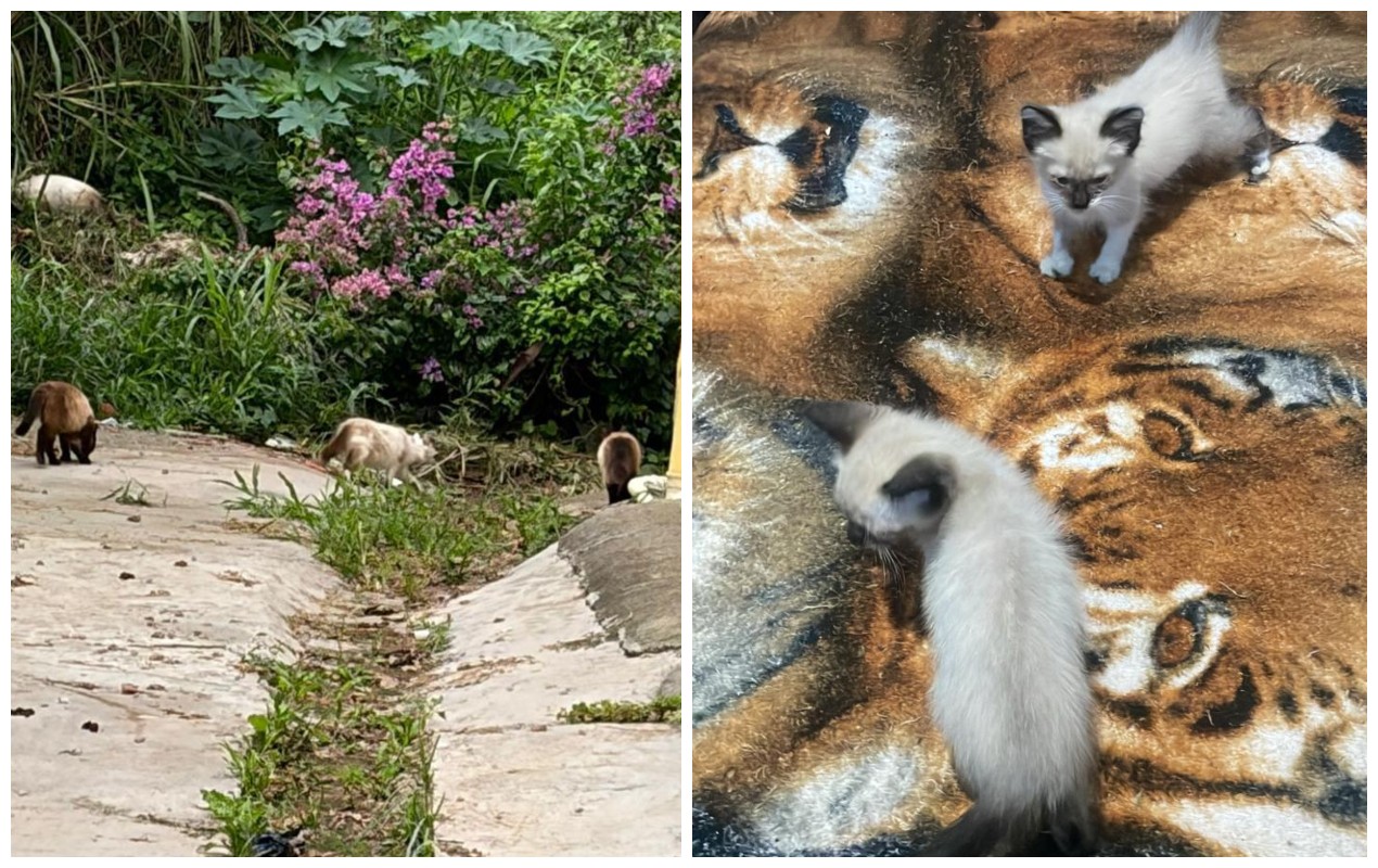 Ativista denuncia morte de gatos após veneno de rato ser encontrado em terreno público no interior de SP