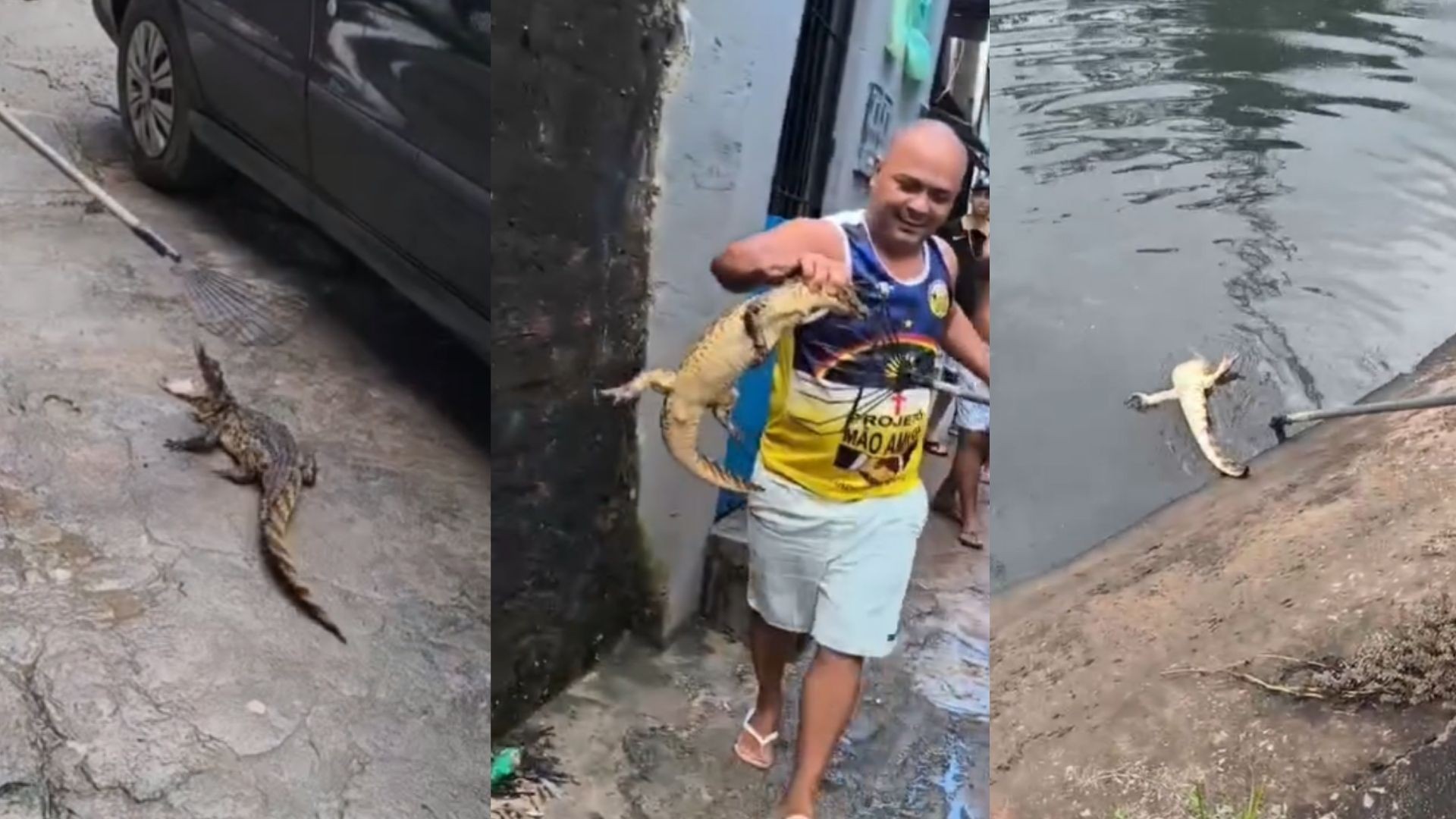 ‘Domador de jacarés’ ganha fama no Recife ao capturar animais que chegam a invadir casas; VÍDEO
