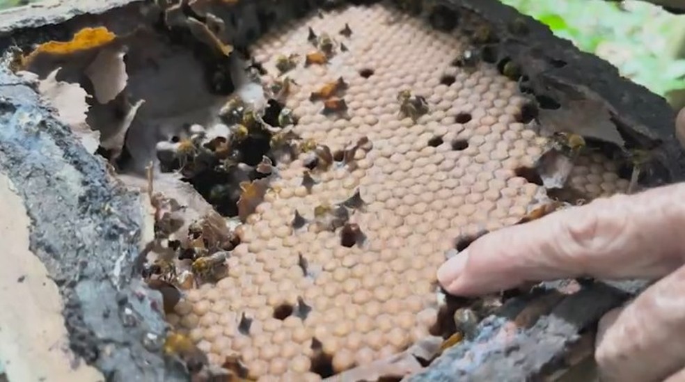 Pesquisador alerta que as abelhas estão diminuindo e põe em risco segurança alimentar — Foto: Reprodução Rede Amazônica