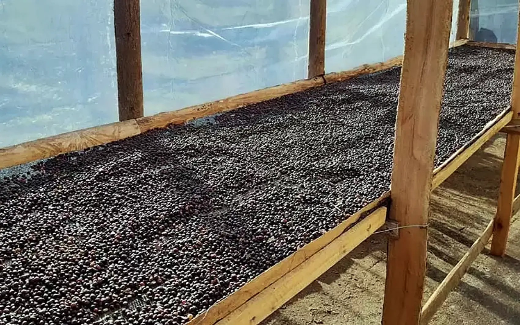 'Estamos realizando esse sonho': café especial de Monte Belo cruza o Atlântico e chega ao mercado europeu