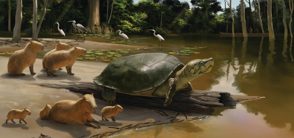 Nova espécie de tartaruga gigante descoberta na Amazônia — Foto: Julia d'Oliveira