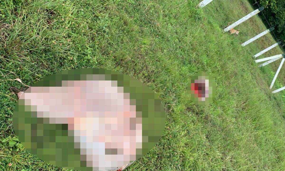 Bois são mortos e carne é furtada após invasão de fazenda na Bahia; prejuízo pode chegar a R$ 35 mil