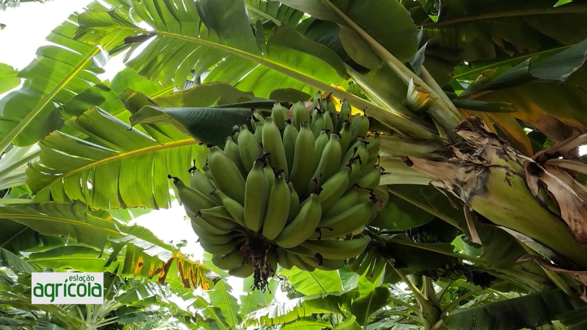 VÍDEOS: Estação Agrícola, dia 29 de junho