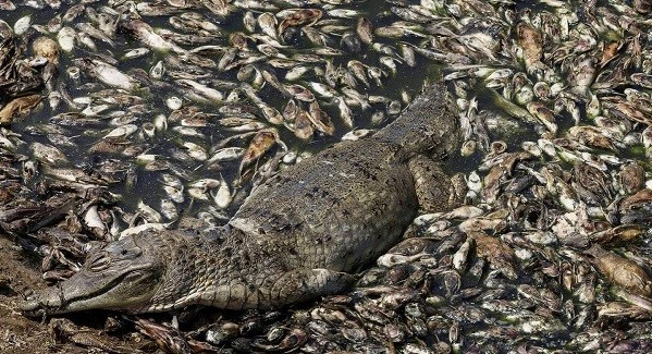 Mortandade de peixes em canal na região de Várzea em Santarém ameaça alimentação de ribeirinhos