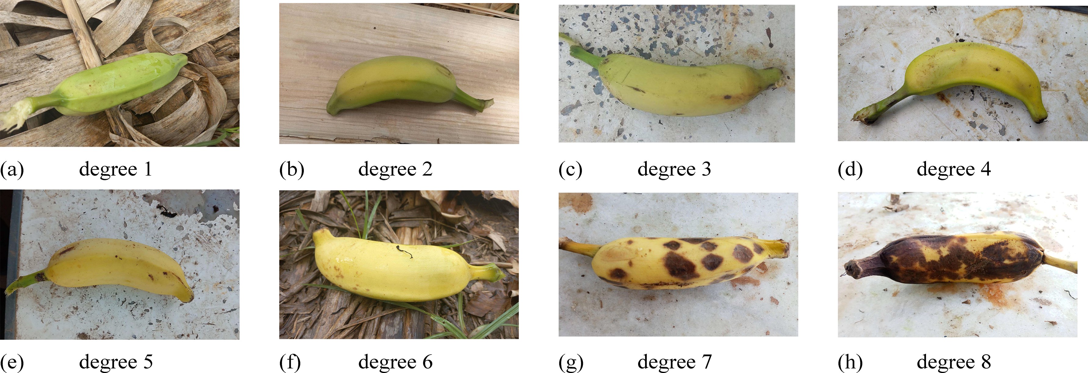 O aplicativo que detecta o grau de maturação da banana e pode minimizar perdas após colheita