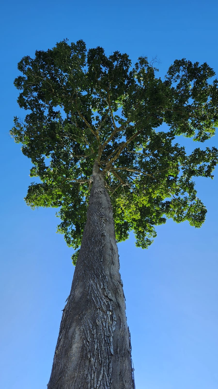 Em meio à polêmica de ação do ICMBio, Acre aparece com 2º menor índice de proteção a ambientalistas e democracia ambiental