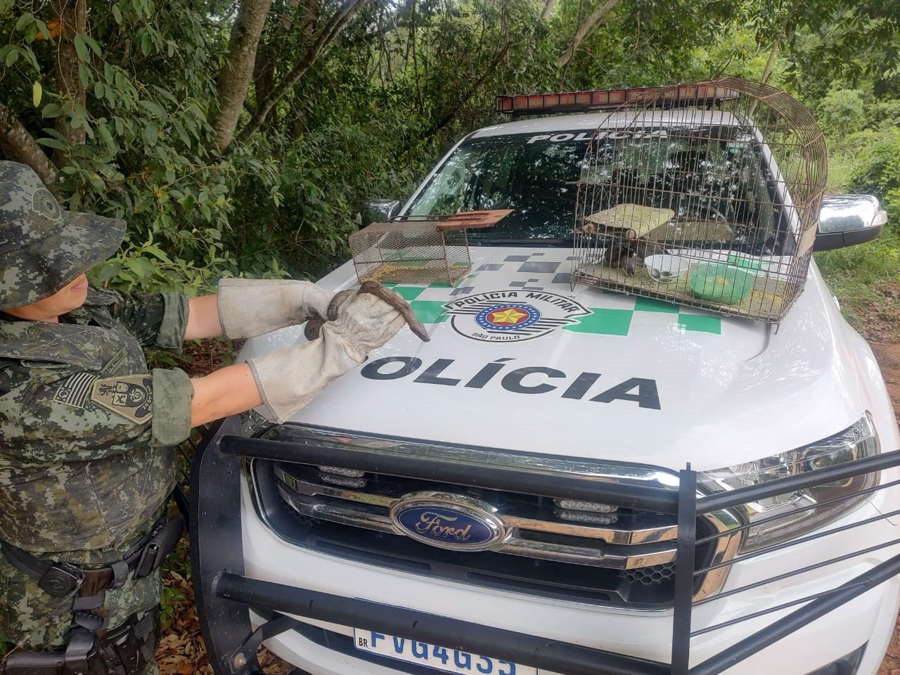 Homem mantém aves silvestres e jiboia em cativeiro, leva multa de R$ 2 mil e ainda terá de responder por crime ambiental