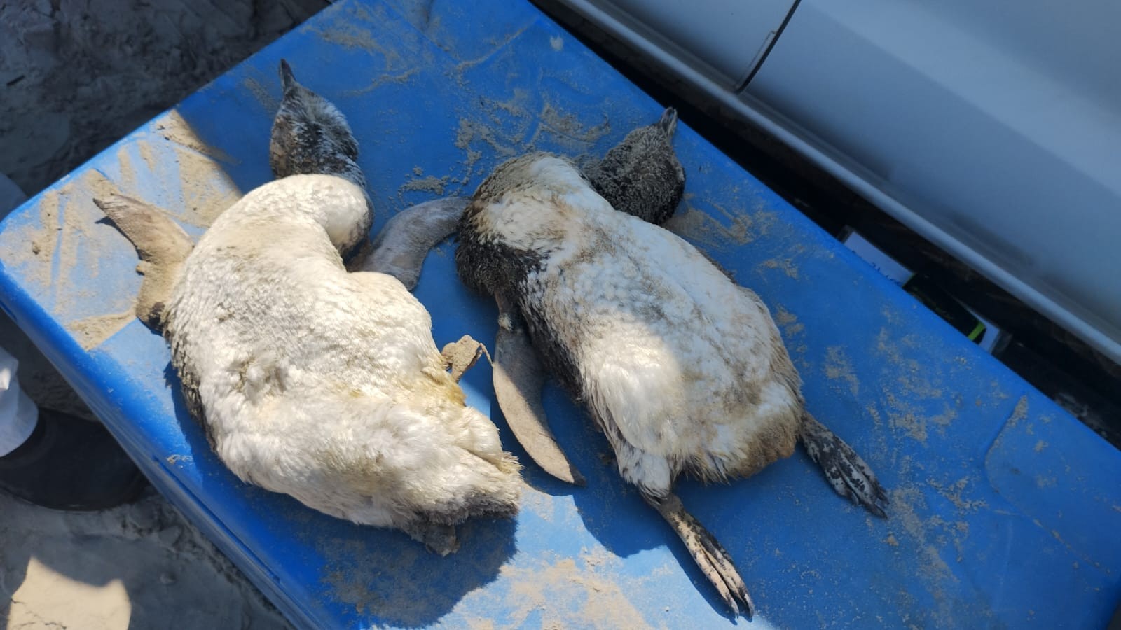 Sobe o número de pinguins mortos em praias do litoral de SP; mais de 730 já foram encontrados
