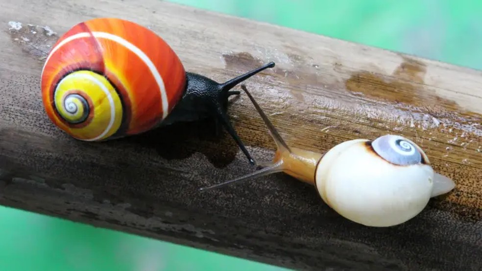As cores vibrantes dos caramujos do gênero Polymita fazem deles um atrativo para comercialização — Foto: Bernardo Reyes-Tur/BBC