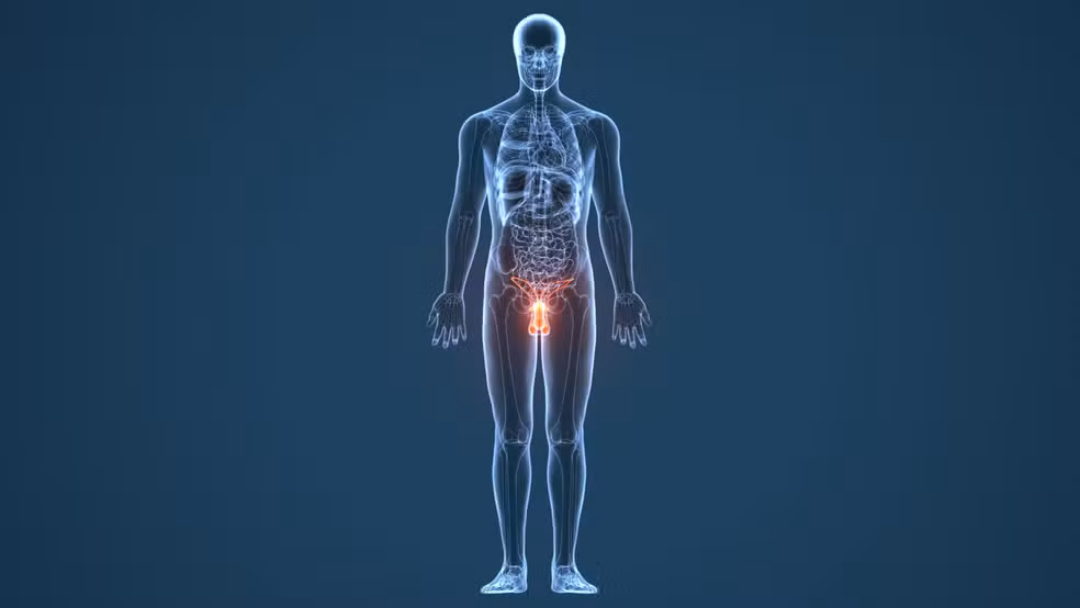 Estudos populacionais indicam que o comprimento médio do pênis adulto em ereção gira em torno de 13 centímetros. — Foto: AdobeStock