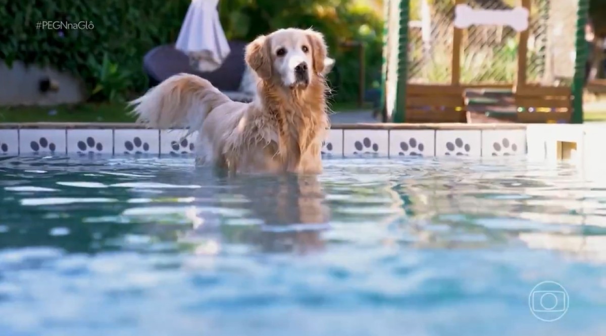 'Bom pra cachorro': conheça o resort para cães que oferece piscina aquecida, acupuntura e cromoterapia