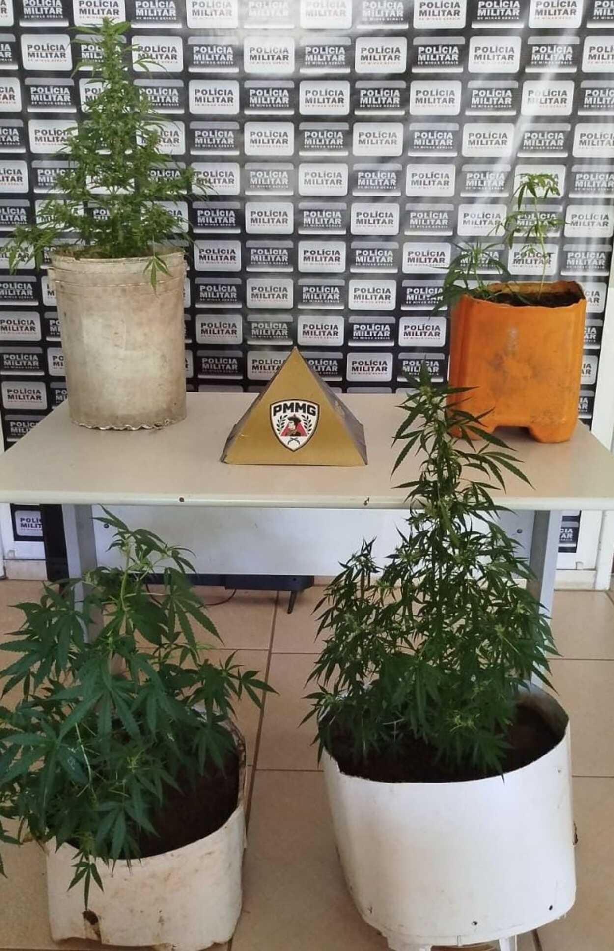 Pés de maconha são apreendidos após homem postar fotos na internet; mãe relatou ameaças para não denunciá-lo