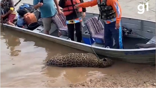 Onça-pintada é encontrada morta às margens de rio em MT no Dia Mundial do Meio Ambiente; vídeo
