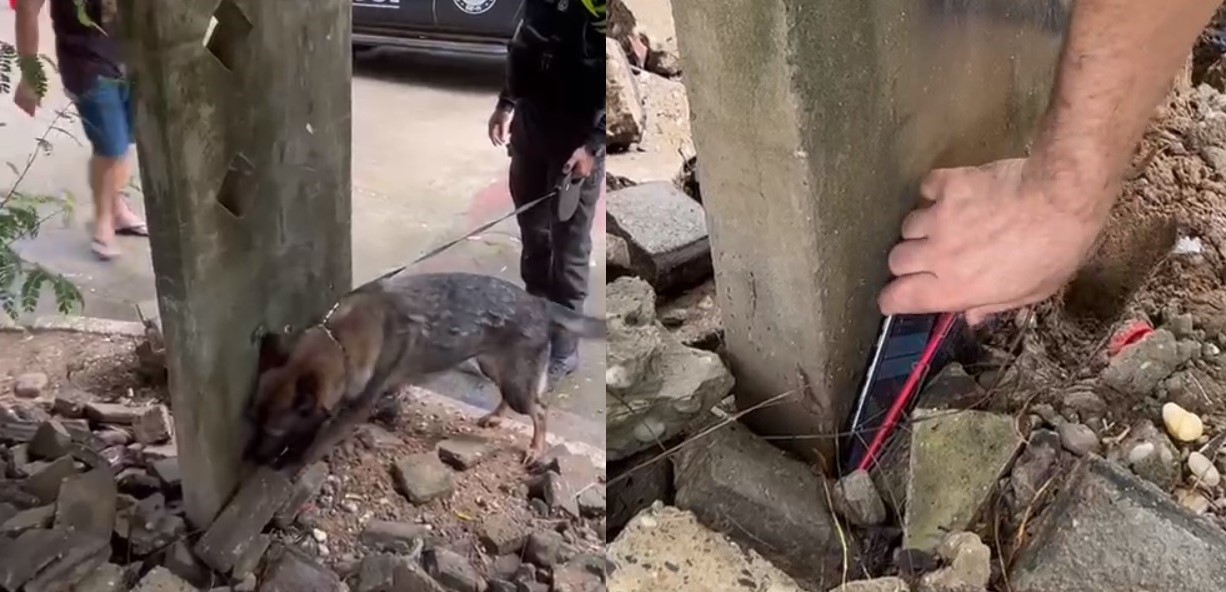 Vídeo: cadela encontra celulares roubados embaixo de pedras durante operação no Centro de Teresina