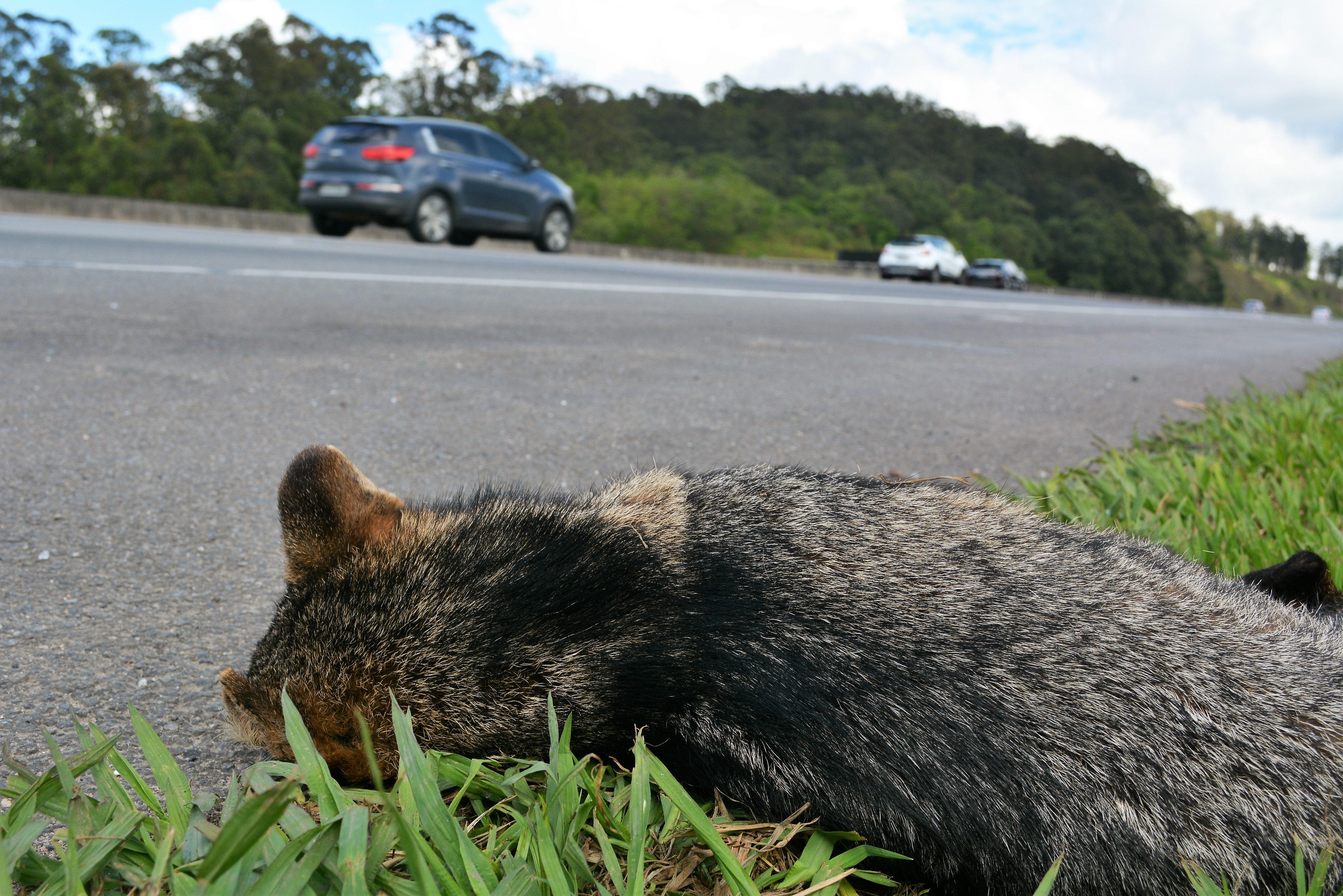 Motociclista sem CNH morre em colisão com animal na BR-222, em Batalha, no Piauí