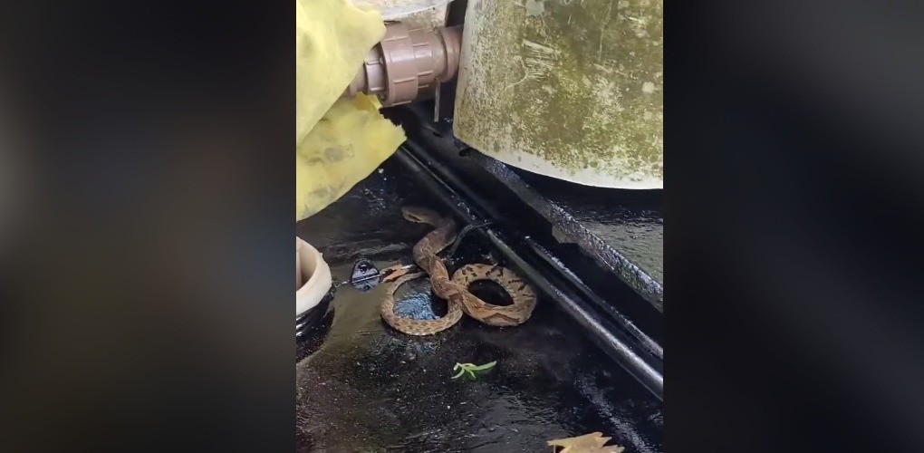 Biólogo usa óleo de cozinha para conseguir soltar jararaca presa a tinta fresca em SC; VÍDEO