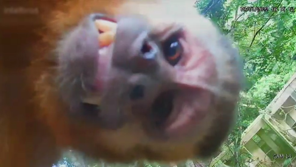 Macaco é suspeito de ligar para a polícia de zoológico - 17/08