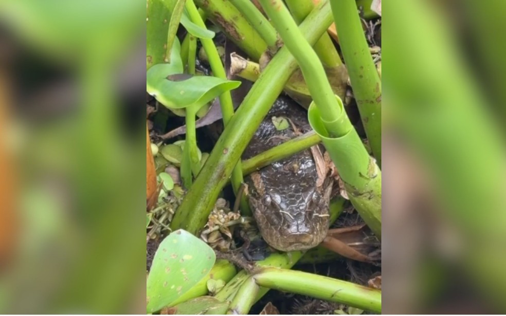 Sucuri &eacute; capturada em Parque Tur&iacute;stico de Buritama (SP) &mdash; Foto: Divulga&ccedil;&atilde;o / Brigada Municipal