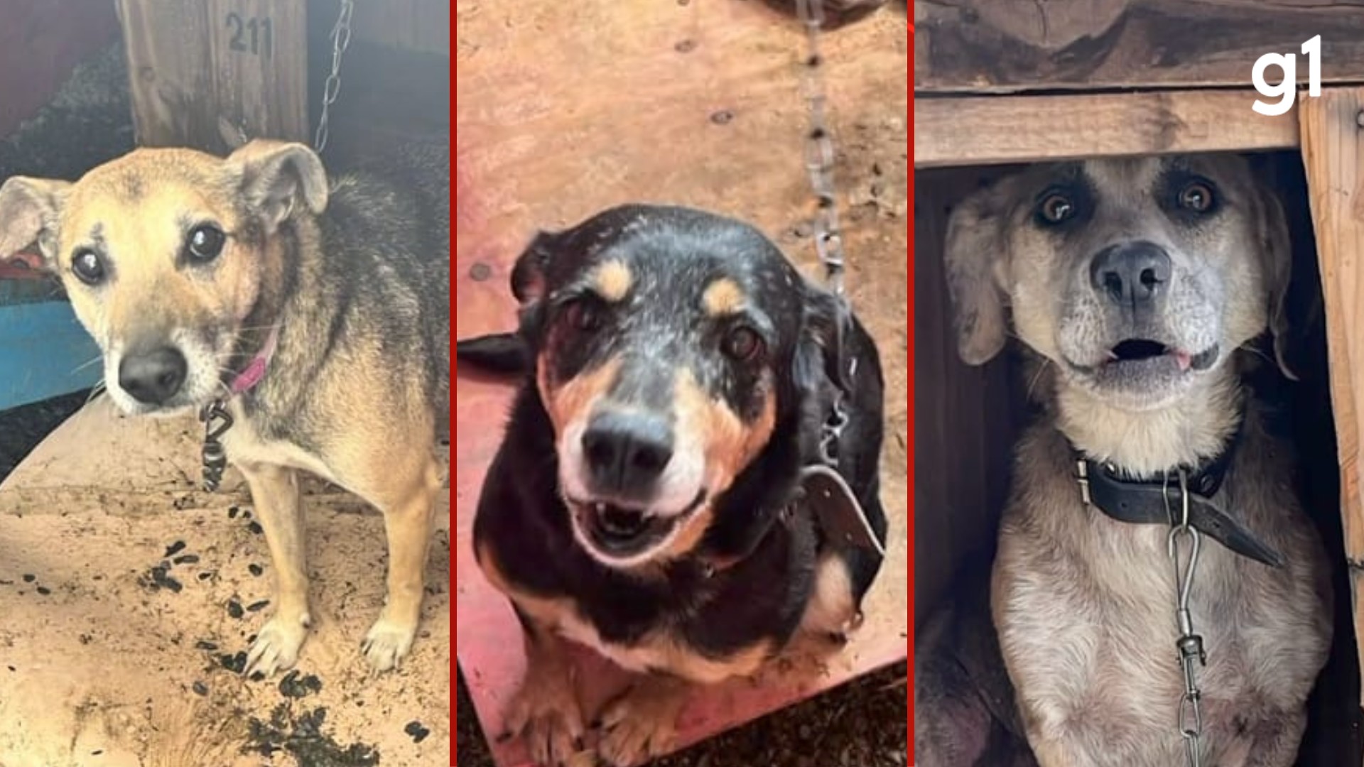 Ex-secretária de Canoas é suspeita de eutanasiar cães resgatados após usá-los na internet para receber doações via PIX