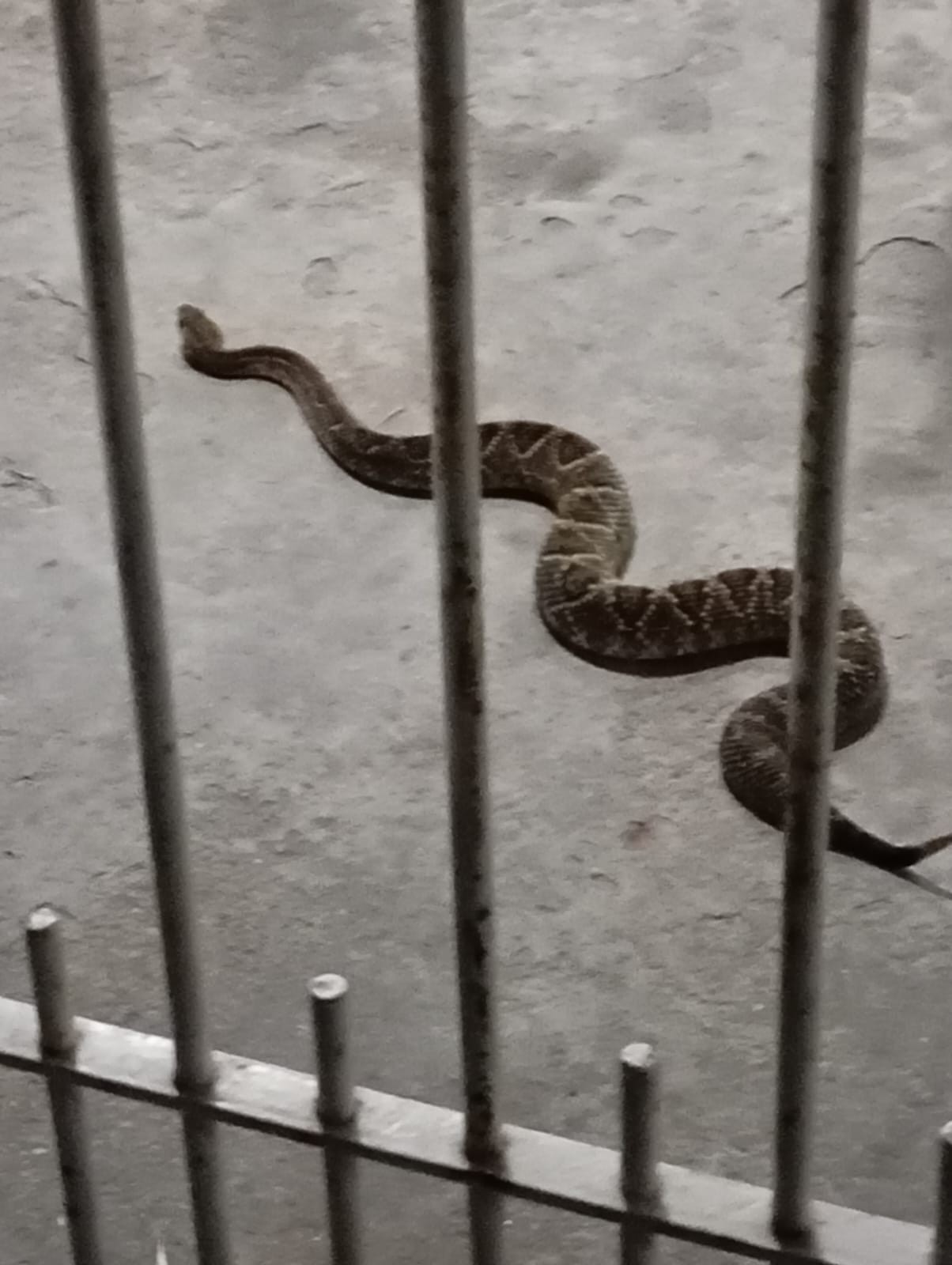 Moradores encontram cobra cascavel na garagem de casa, em Jacareí, SP