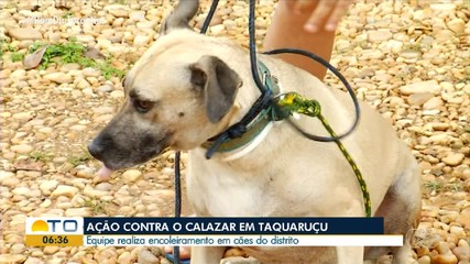 Cães recebem encoleiramento em ação contra o calazar no distrito de Taquaruçu