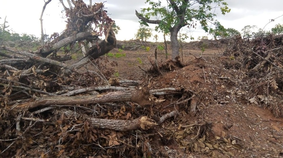 Aos policias, o responsável informou não possuir autorização ambiental para atividade no local — Foto: Polícia Militar