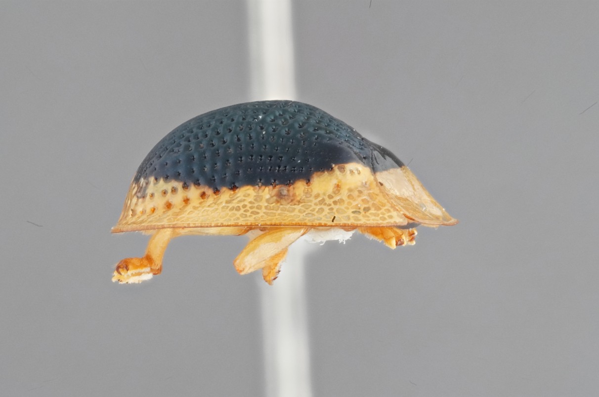 Nova espécie de besouro-tartaruga é descrita na Serra do Baturité