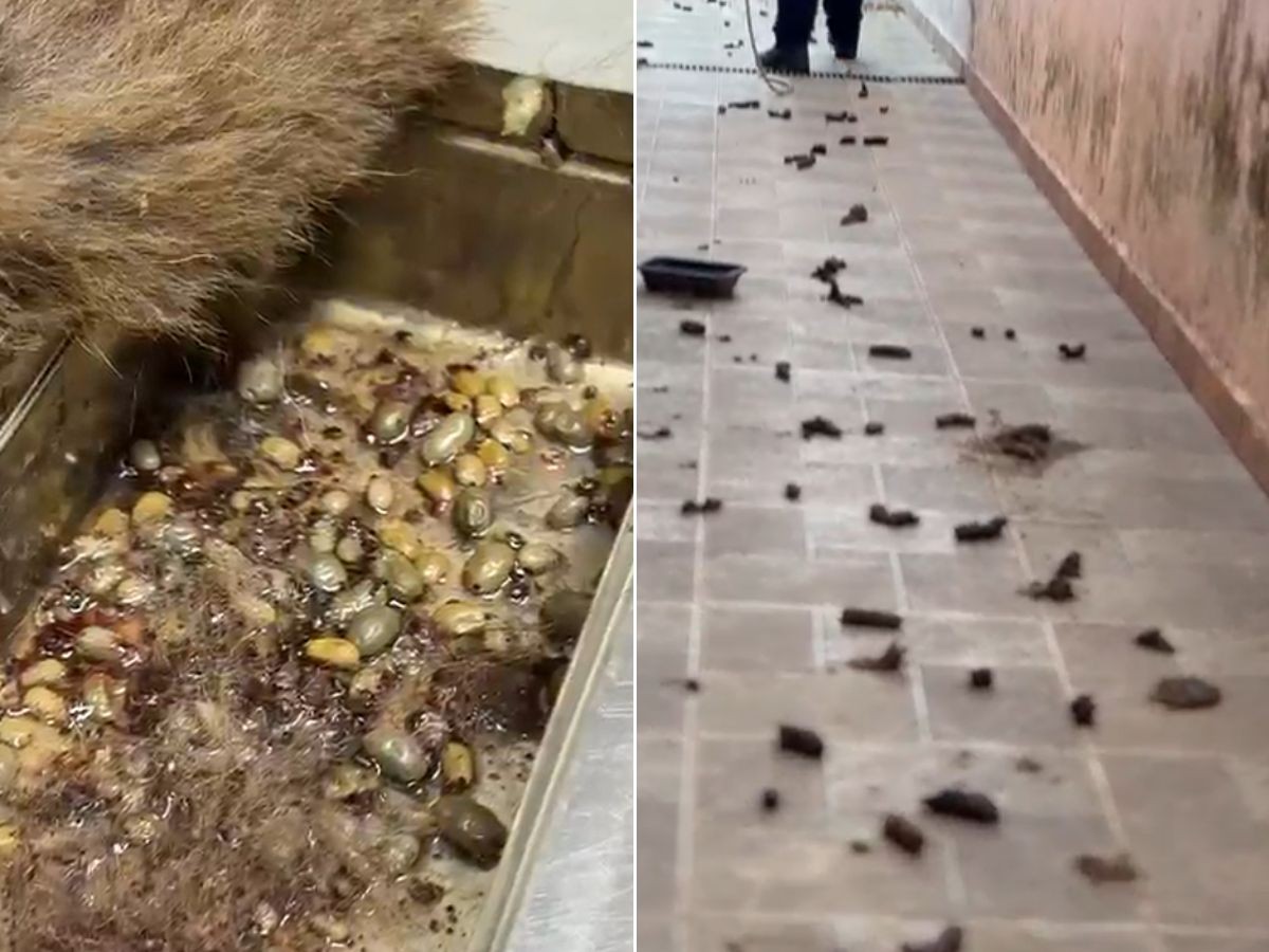 Quatro cachorros são resgatados após viverem em meio a fezes, urina e larvas no litoral de SP; VÍDEO