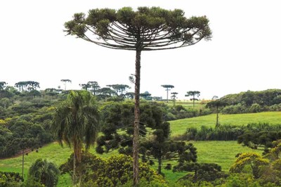 Homem é condenado a mais de 6 anos de prisão por desmatamento na maior reserva de Araucárias do mundo
