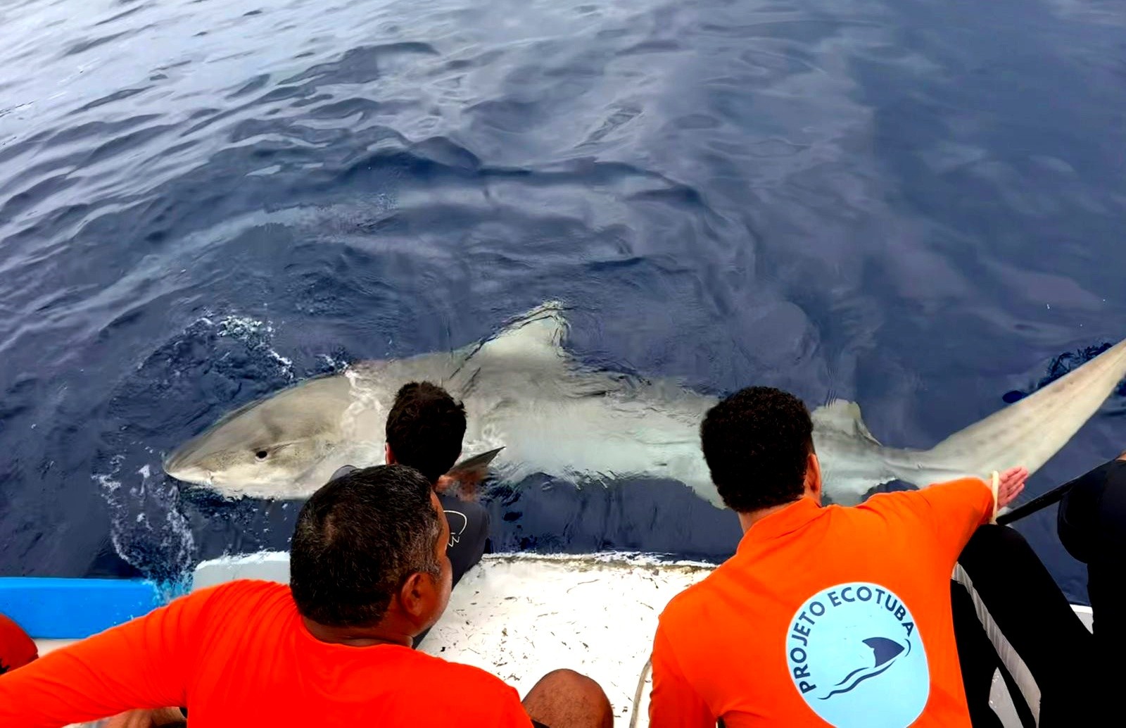 Estudo aponta que tubarões-tigre mudaram comportamento e ficam até dois anos em Fernando de Noronha
