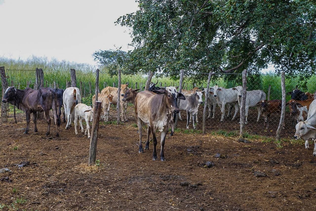 Piauí + Genética quer alcançar 50 mil procedimentos de inseminações em 2026