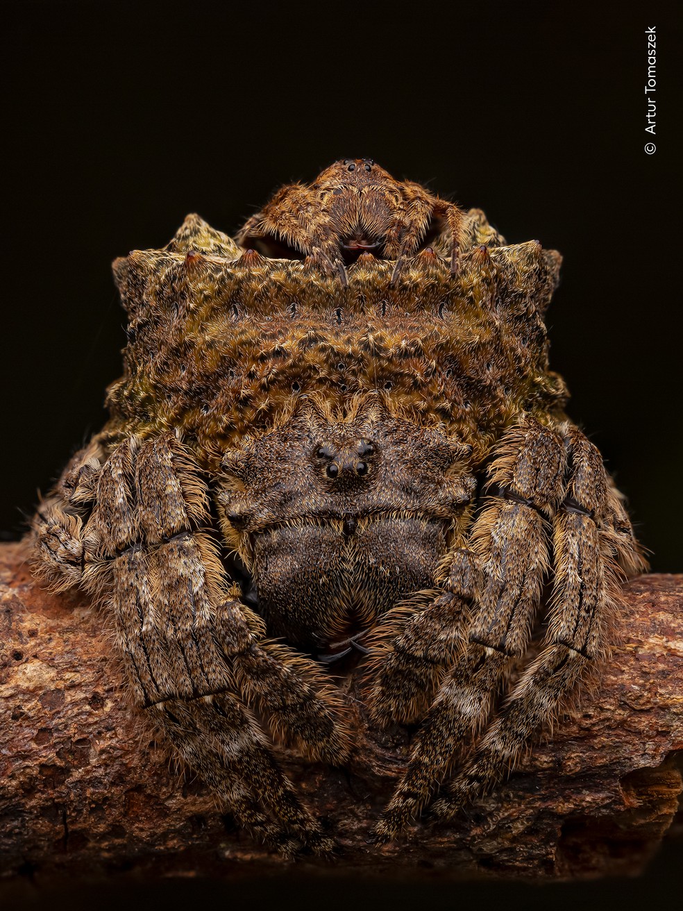 Aranha fêmea quase invisível se mistura ao tronco de uma árvore enquanto um macho permanece sobre seu corpo, à espera do momento de acasalamento, na Tailândia. — Foto: Artur Tomaszek – Wildlife Photographer of the Year – People’s Choice Award 2026