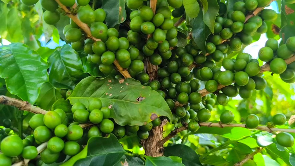 Produtores dizem que café deve continuar com preço alto — Foto: Reprodução/TV TEM