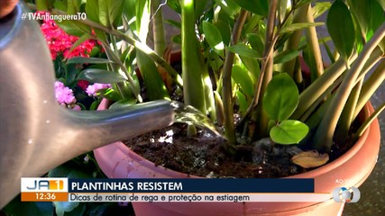 Saiba como cuidar das plantas durante o período de seca