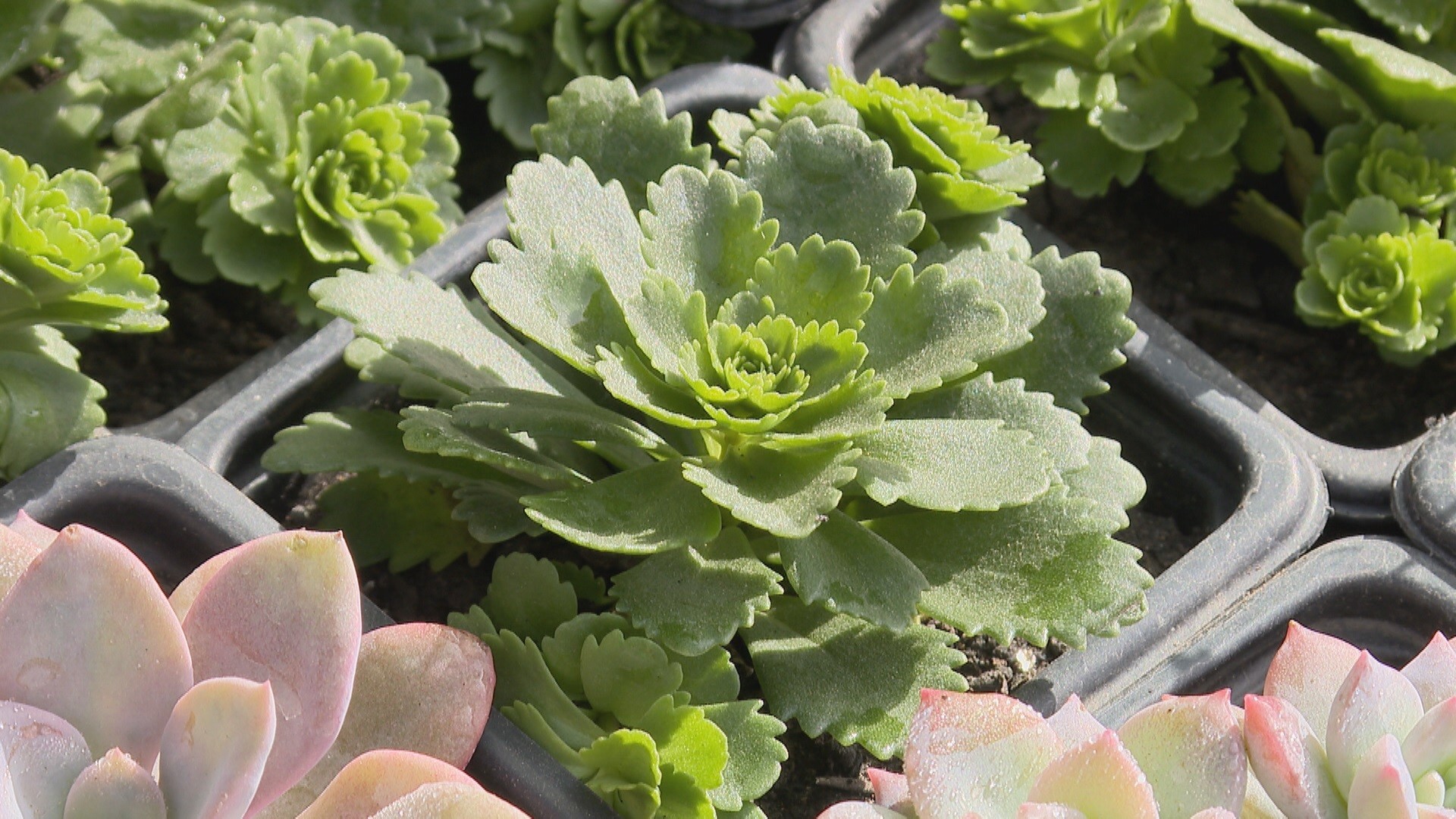 Praticidade, versatilidade e variedade de opções estimulam o cultivo de plantas suculentas