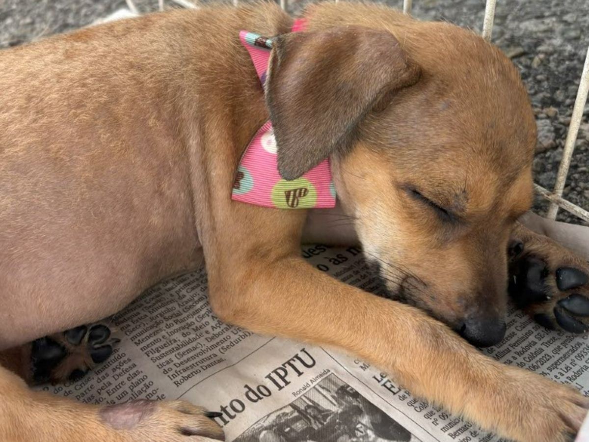 Campanha disponibiliza 20 pets para adoção responsável em Aracaju
